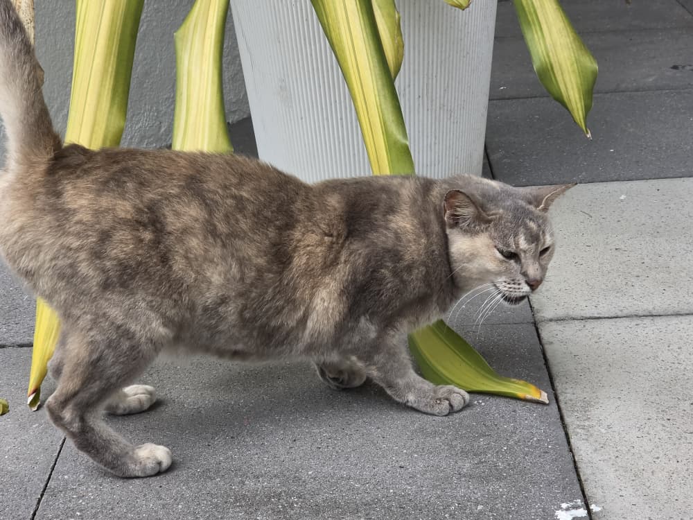 [EUT] Cats Spotted Around Johor Bahru